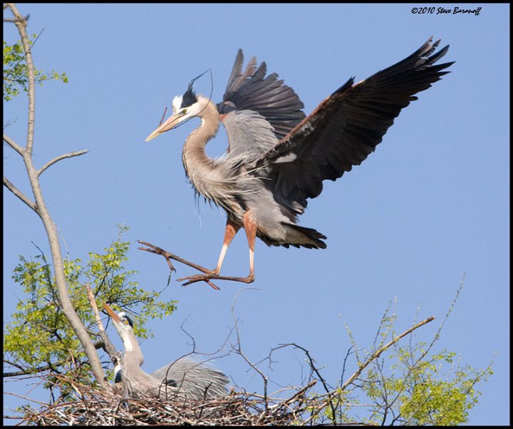 _0SB6757 great-blue heron returning to nest.jpg